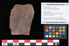 Foto (Objekt + Etikett) von Pinus praepumilio Ettingshausen (NHMW-GEO-2024-0188-0271)